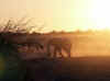 Namibia_Etosha_Okaukuejo_39.jpg (47935 bytes)