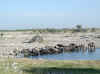 Namibia_Etosha_Okaukuejo_4.jpg (82052 bytes)