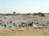 Namibia_Etosha_Okaukuejo_5.jpg (88188 bytes)
