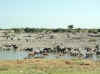 Namibia_Etosha_Okaukuejo_6.jpg (88755 bytes)