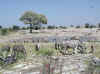 Namibia_Etosha_Okaukuejo_7.jpg (100528 bytes)