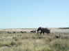 Namibia_Etosha_Okerfontein_2.jpg (58131 bytes)