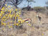 Namibia_Etosha_Okerfontein_5.jpg (98707 bytes)