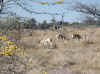Namibia_Etosha_Okerfontein_6.jpg (116599 bytes)
