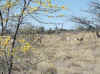 Namibia_Etosha_Okerfontein_7.jpg (127512 bytes)
