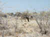 Namibia_Etosha_Okerfontein_9.jpg (110641 bytes)