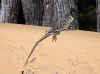Namibia_Etosha_Otjovasandu_Eidechse_1.jpg (142732 bytes)