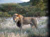 Namibia_Etosha_Otjovasandu_Lion_2.jpg (152160 bytes)
