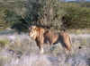 Namibia_Etosha_Otjovasandu_Lion_3.jpg (197455 bytes)