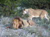 Namibia_Etosha_Otjovasandu_Lion_7.jpg (168243 bytes)