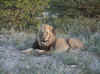 Namibia_Etosha_Otjovasandu_Lion_ 8.jpg (168084 bytes)