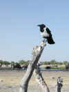 Namibia_Etosha_Rietfontein_Rabe_1.jpg (49760 bytes)