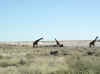 Namibia_Etosha_Springbokfontein_2.jpg (58930 bytes)