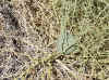 Namibia_Hardap_SossusVley_16.JPG (174484 bytes)