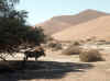 Namibia_Hardap_SossusVley_17.JPG (83450 bytes)