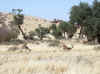 Namibia_Hardap_SossusVley_23.JPG (101975 bytes)