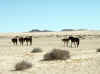 Namibia_Karas_Aus_Horses_11.jpg (72917 bytes)
