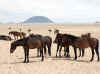 Namibia_Karas_Aus_Horses_12.jpg (70804 bytes)