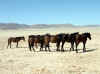 Namibia_Karas_Aus_Horses_4.jpg (79327 bytes)