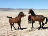 Namibia_Karas_Aus_Horses_5.jpg (89830 bytes)