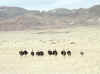 Namibia_Karas_Aus_Sperrgebiet_2.JPG (78068 bytes)
