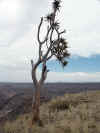 Namibia_Karas_FishRiver_Canyon_11.JPG (64762 bytes)