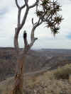 Namibia_Karas_FishRiver_Canyon_12.JPG (81487 bytes)