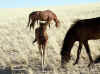 Namibia_Karas_Khoichab_FeralHorses_2.JPG (104977 bytes)