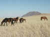 Namibia_Karas_Khoichab_FeralHorses_3.JPG (63391 bytes)