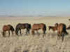 Namibia_Karas_Khoichab_FeralHorses_6.JPG (74068 bytes)