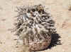 Namibia_Karas_Khoichab_KhoichabDunes_5.JPG (130308 bytes)