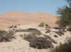 Namibia_Karas_Khoichab_KhoichabForest_1.JPG (84462 bytes)