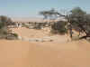 Namibia_Karas_Khoichab_KhoichabForest_4.JPG (63700 bytes)