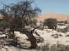 Namibia_Karas_Khoichab_KhoichabForest_5.JPG (112512 bytes)