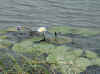 Namibia_Kavango_MahangoReserve_14.jpg (88824 bytes)
