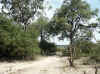Namibia_Kavango_MahangoReserve_1.jpg (136948 bytes)