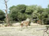Namibia_Kavango_MahangoReserve_2.jpg (118250 bytes)