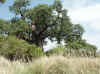Namibia_Kavango_MahangoReserve_5.jpg (125605 bytes)