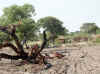 Namibia_Kavango_Ndiyona_1.JPG (117736 bytes)