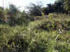 Namibia_Kavango_PopaFalls_15.JPG (154882 bytes)