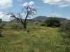 Namibia_Khomas_Oamites_5.JPG (291261 bytes)