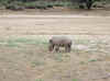 Namibia_Okapuka 2003.12 _4.jpg (296806 bytes)