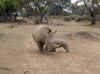 Namibia_Okapuka 2003_1.jpg (267201 bytes)