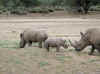 Namibia_Okapuka 2003_2.jpg (273796 bytes)