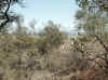 Namibia_Otjozondjupa.Waterberg.Mountain_2.jpg (128946 bytes)