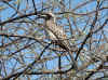 Namibia_Otjozondjupa_Waterberg_Hornbill_2.JPG (351115 bytes)