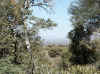 Namibia_Otjozondjupa_Waterberg_Mountain_13.JPG (311043 bytes)