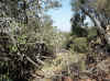 Namibia_Otjozondjupa_Waterberg_Mountain_14.JPG (377189 bytes)