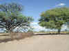 Owambo.Omusati.M0122_4.jpg (96641 bytes)