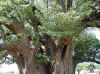 Namibia.Owambo.Omusati.Anamulenge_5.jpg (144945 bytes)